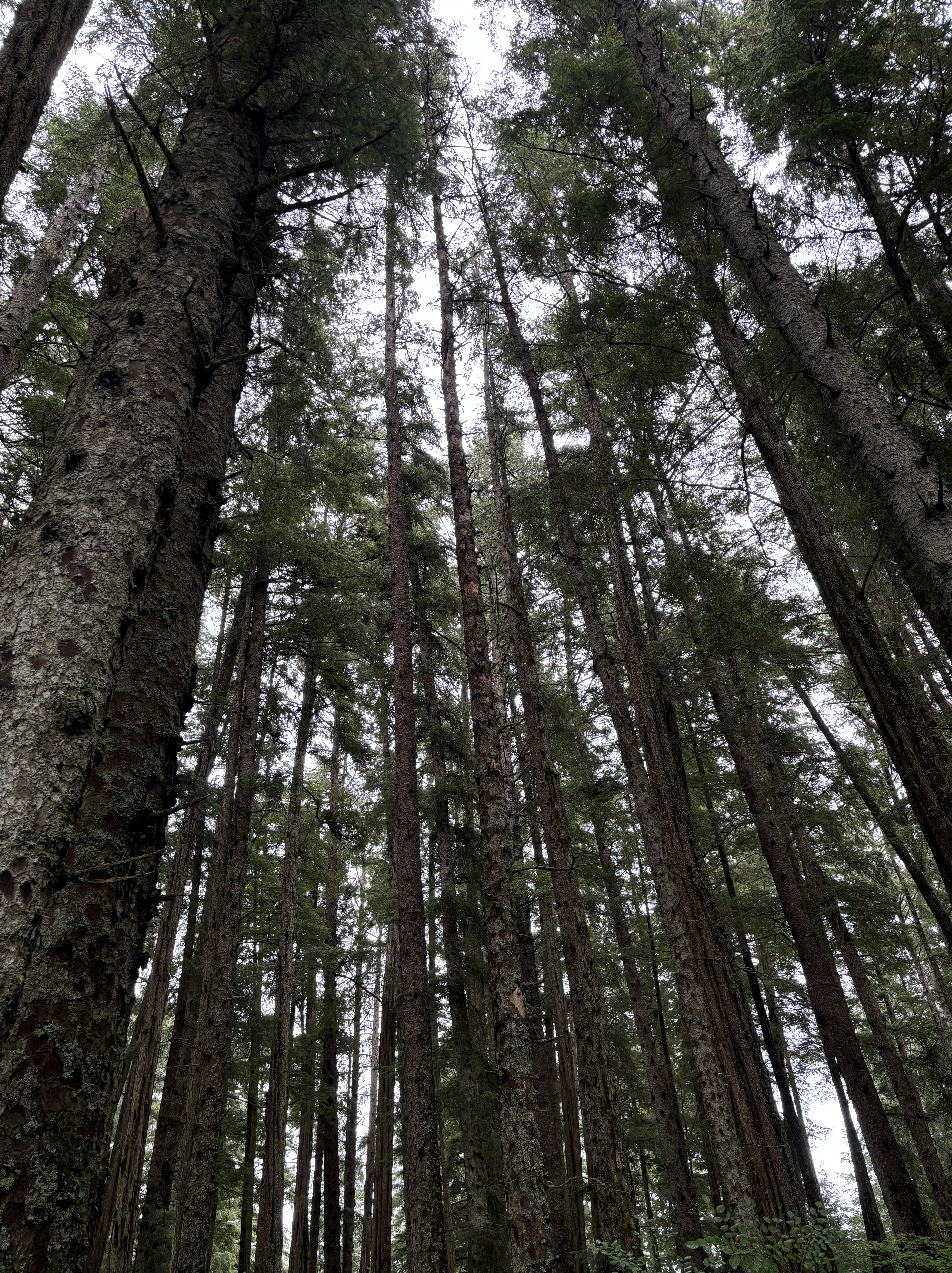 Healthy Family Meals